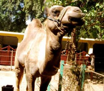 Camel-Giza-Zoo